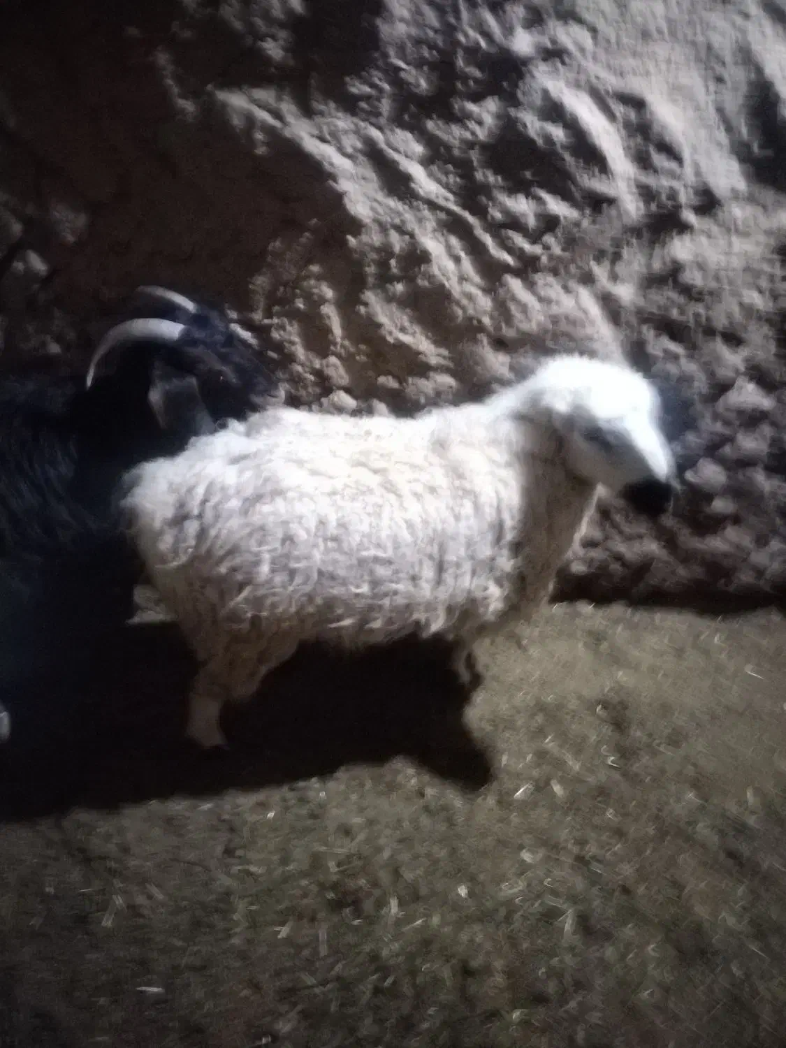 میش|حیوانات مزرعه|مود, |دیوار