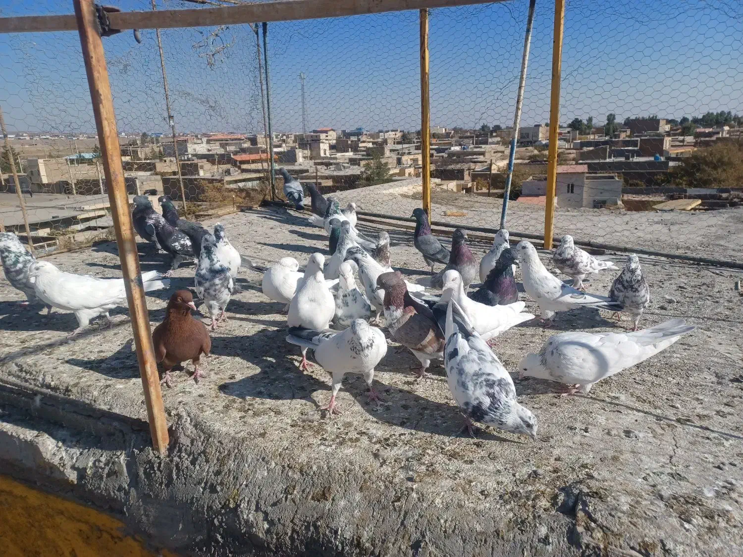 کفتر ساوه|پرنده|ساوه, |دیوار