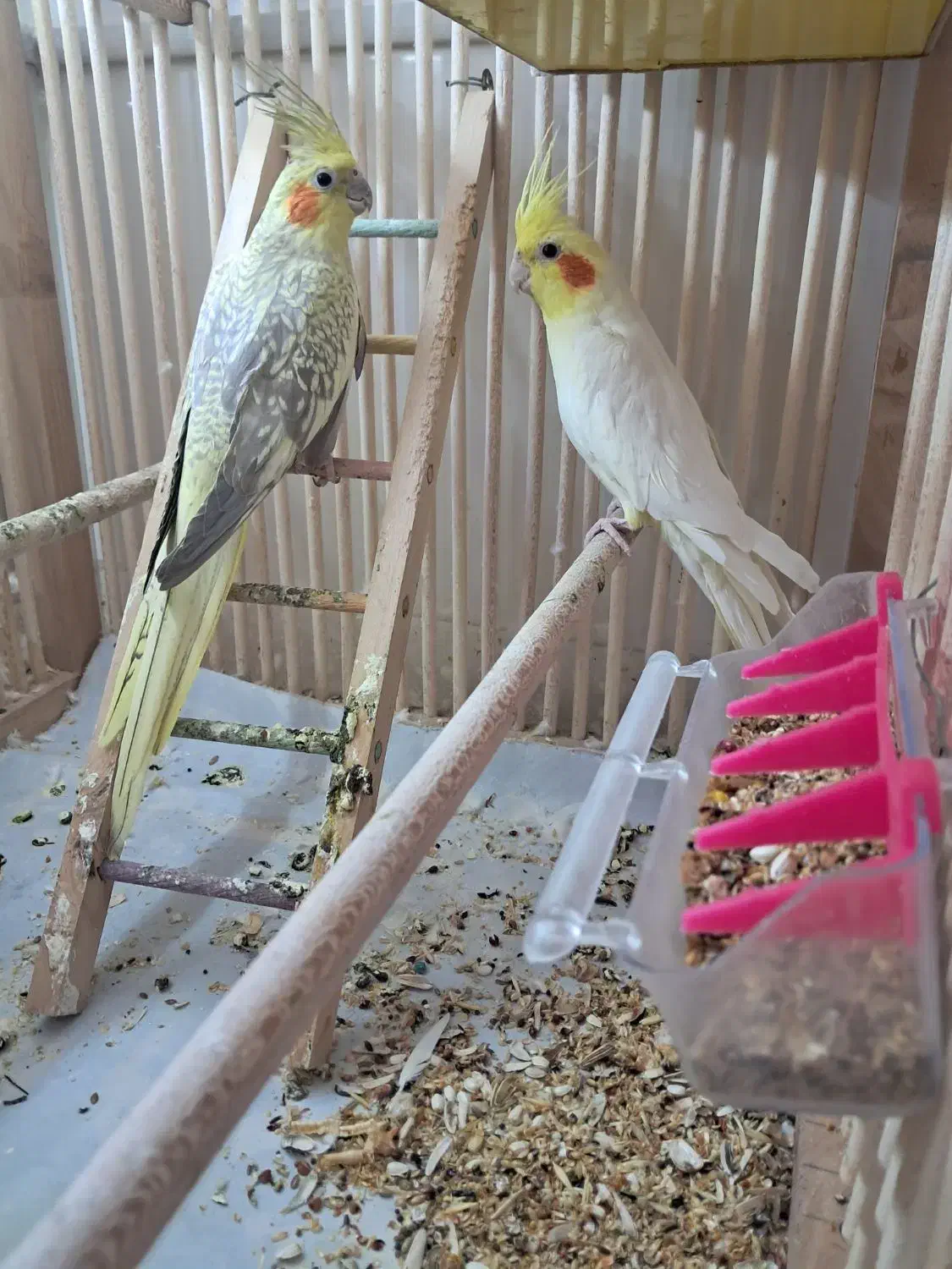 عروس هلندی|پرنده|قنوات, |دیوار