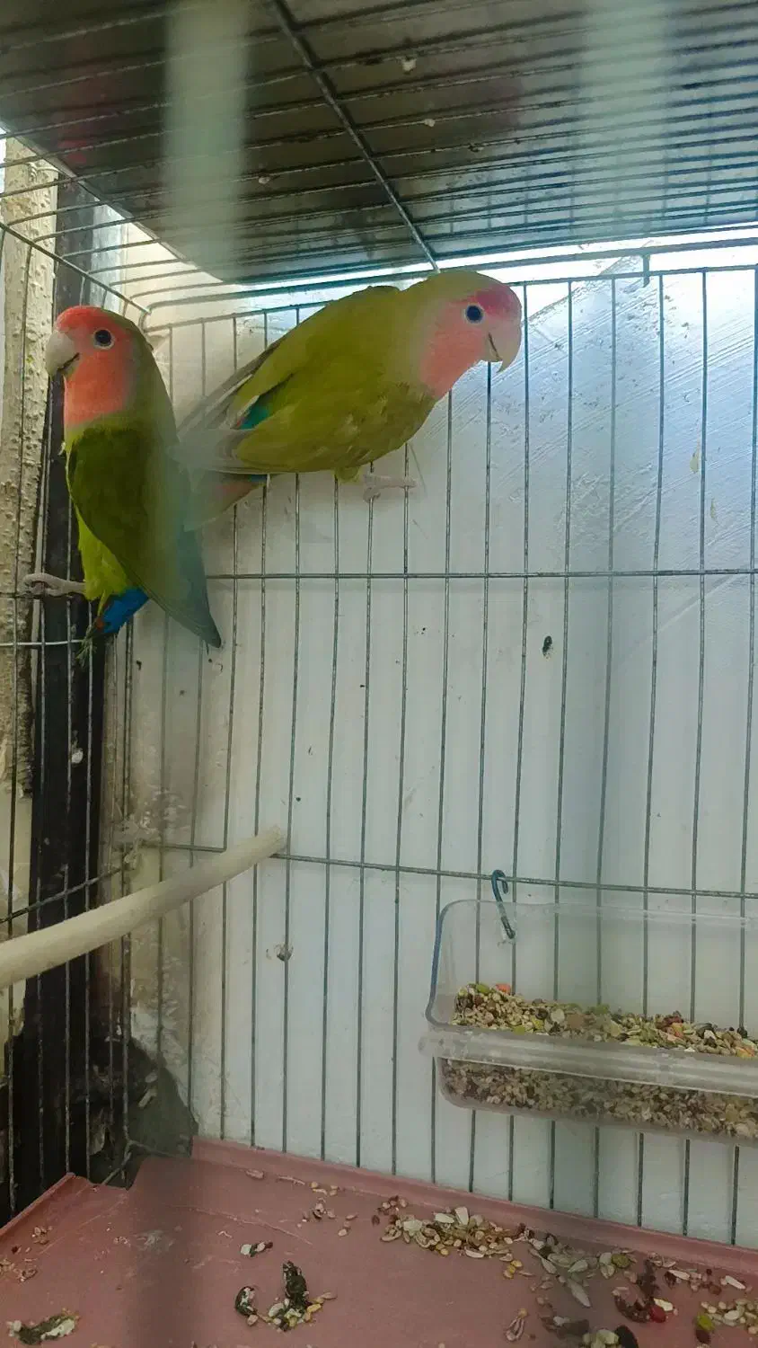 طوطی برزیلی|پرنده|اهواز, دغاغله|دیوار