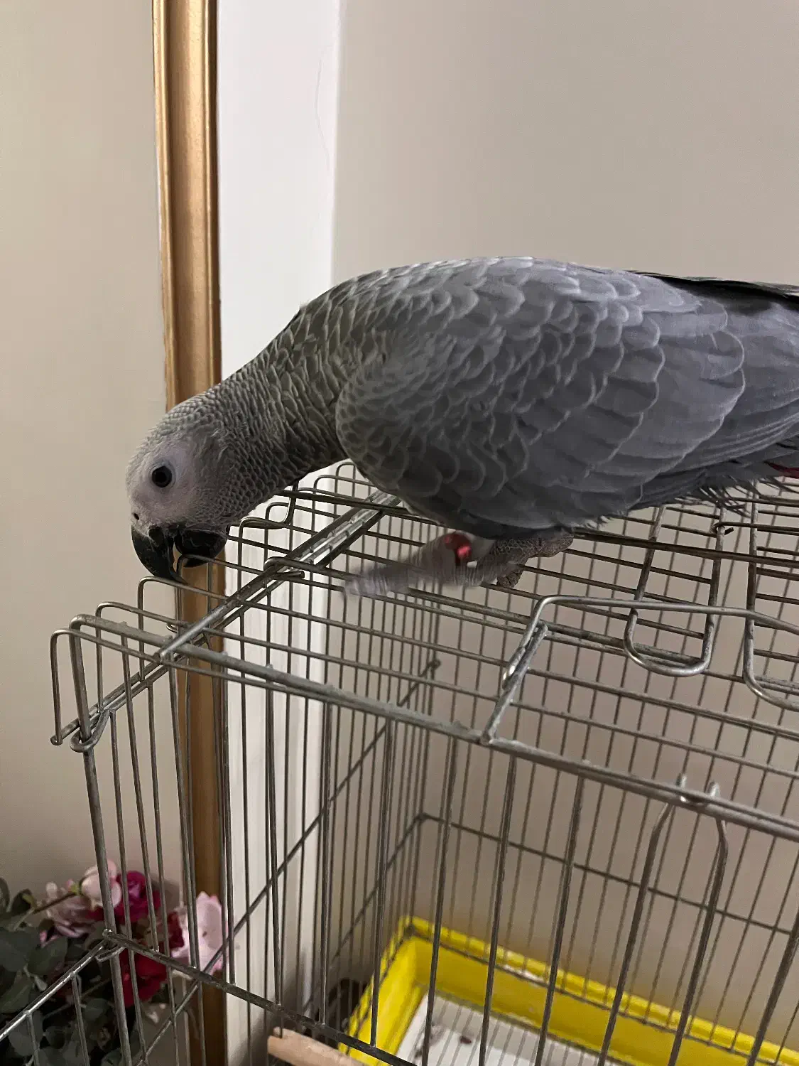 جوجه کاسکو دونخور|پرنده|شهریار, شهریار|دیوار