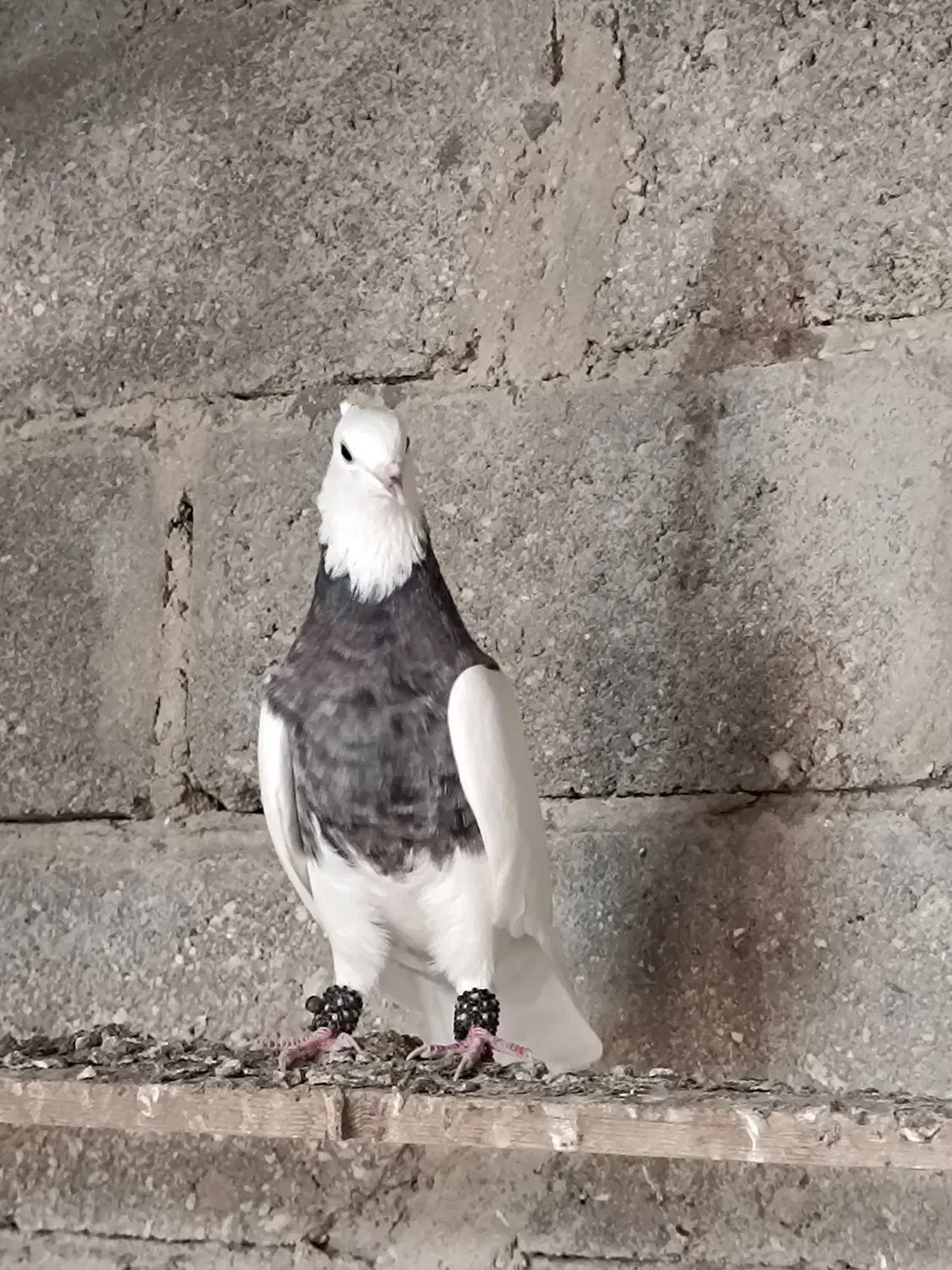 کبوتر کفتر رنگی|پرنده|عسلویه, |دیوار