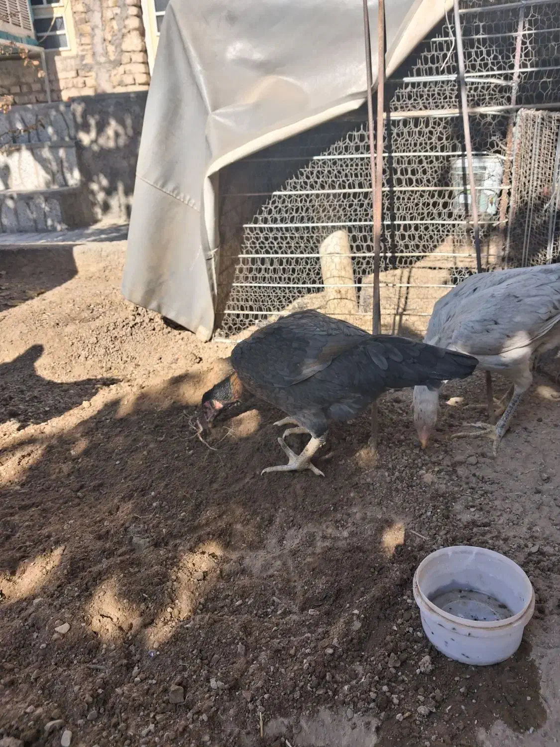 مرغ لاری|حیوانات مزرعه|تربت‌حیدریه, بی بی حسنیه|دیوار