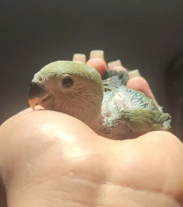 کوتوله برزیلی|پرنده|زرقان, |دیوار