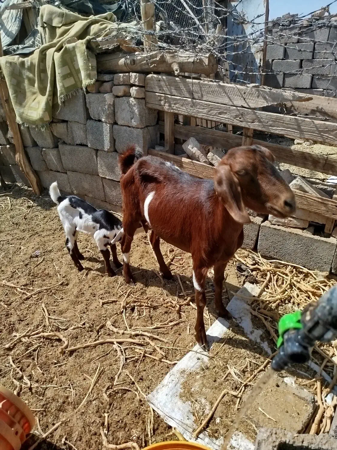 بزکهره|حیوانات مزرعه|کرمان, |دیوار