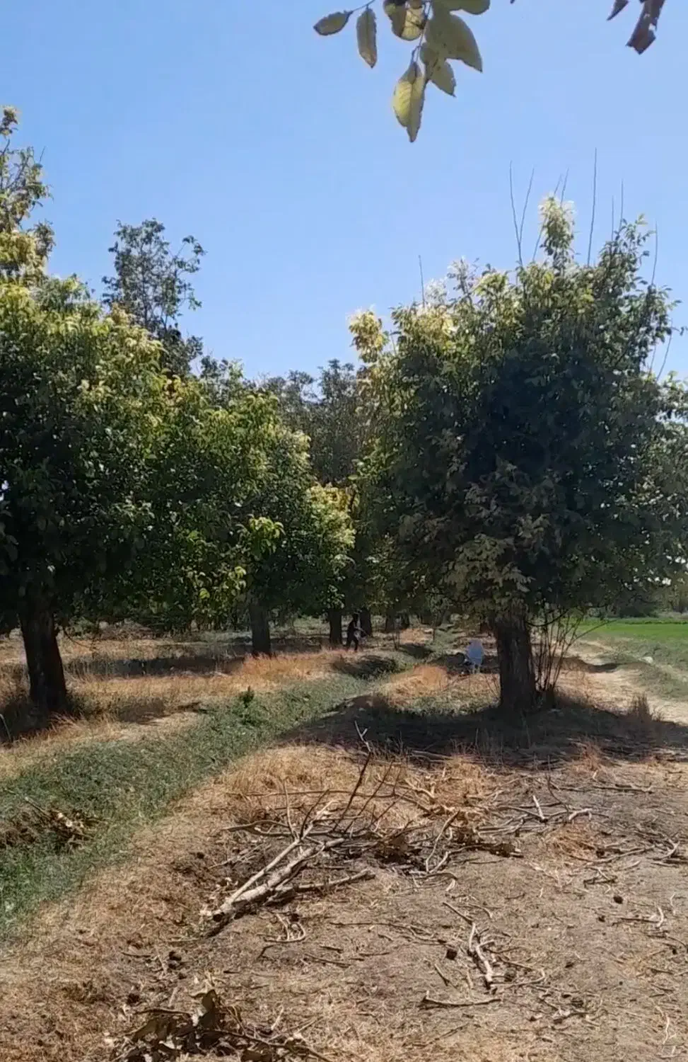 هرس درختان و خرید چوب|خدمات باغبانی و درختکاری|ملایر, |دیوار