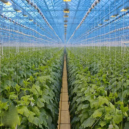 گلخانه فروشی با ۲۵۰۰ سالن|فروش دفتر صنعتی، کشاورزی، تجاری|اشکذر, |دیوار