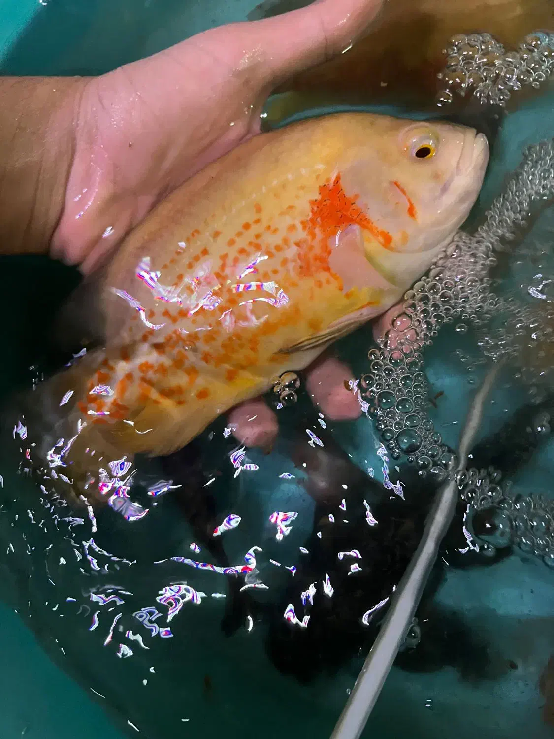 ماهی اسکار بالغ|ماهی|آشخانه, |دیوار