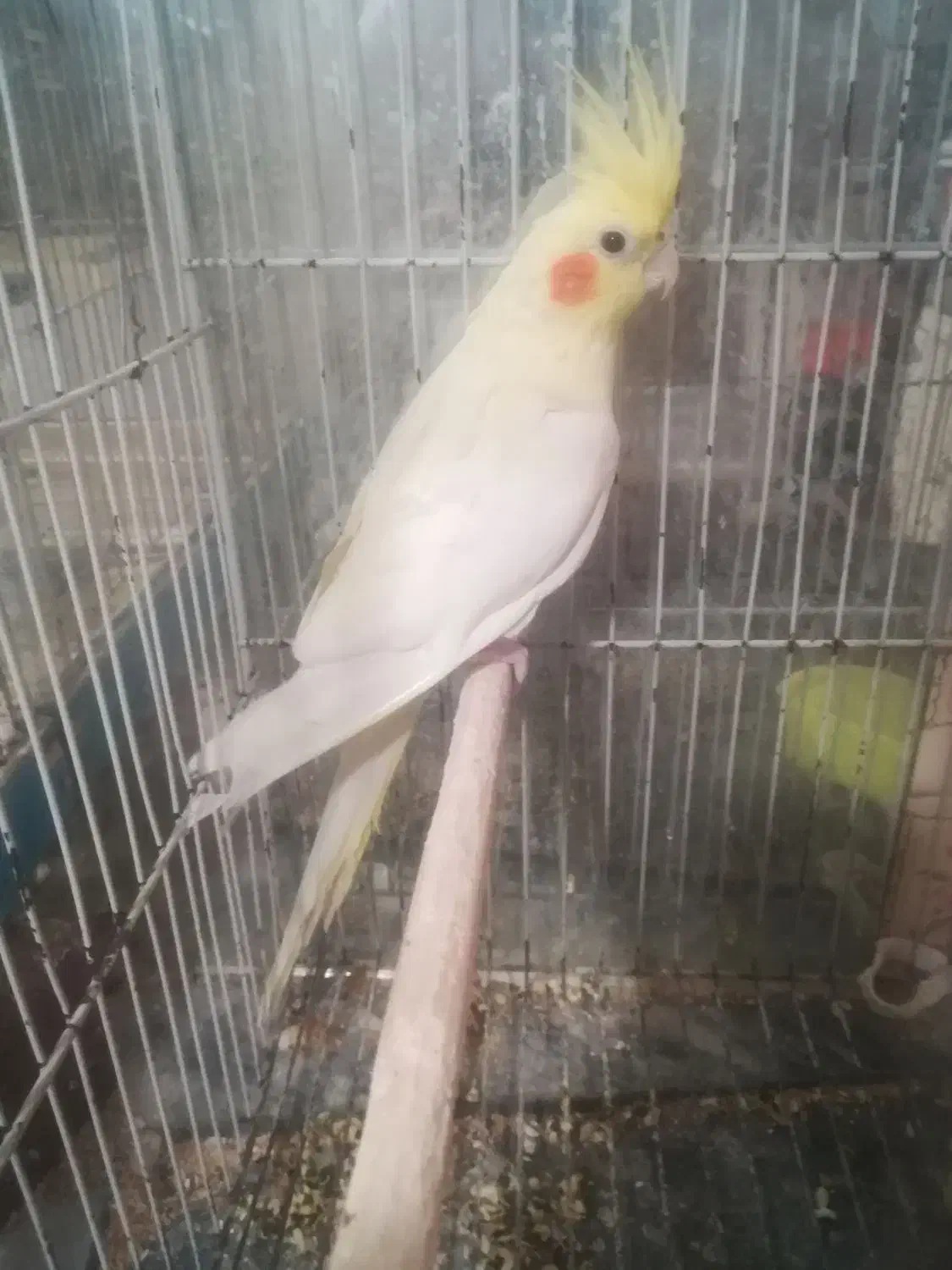 سه عدد عروس هلندی بالغ|پرنده|مشهد, عیدگاه|دیوار