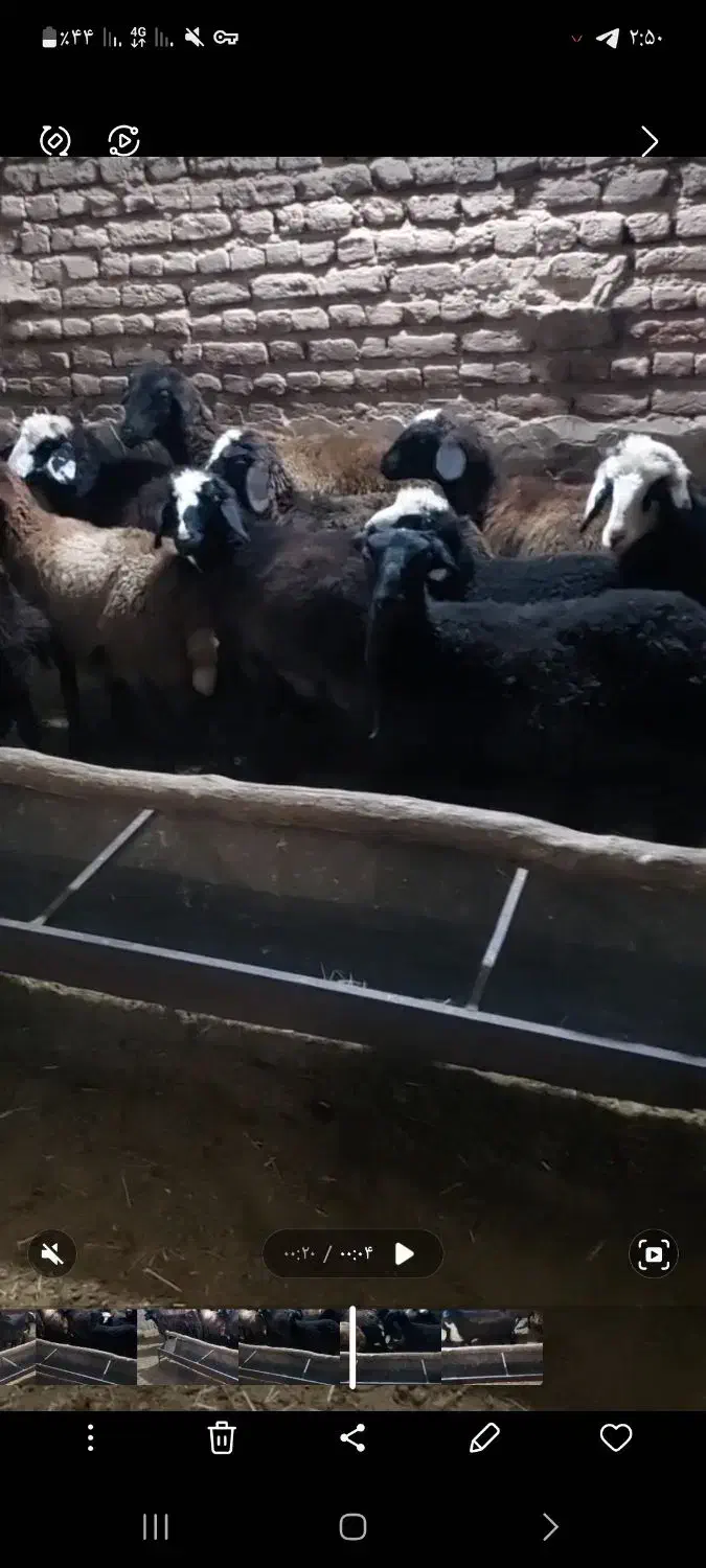 8 راس بره ماده|حیوانات مزرعه|نقده, |دیوار