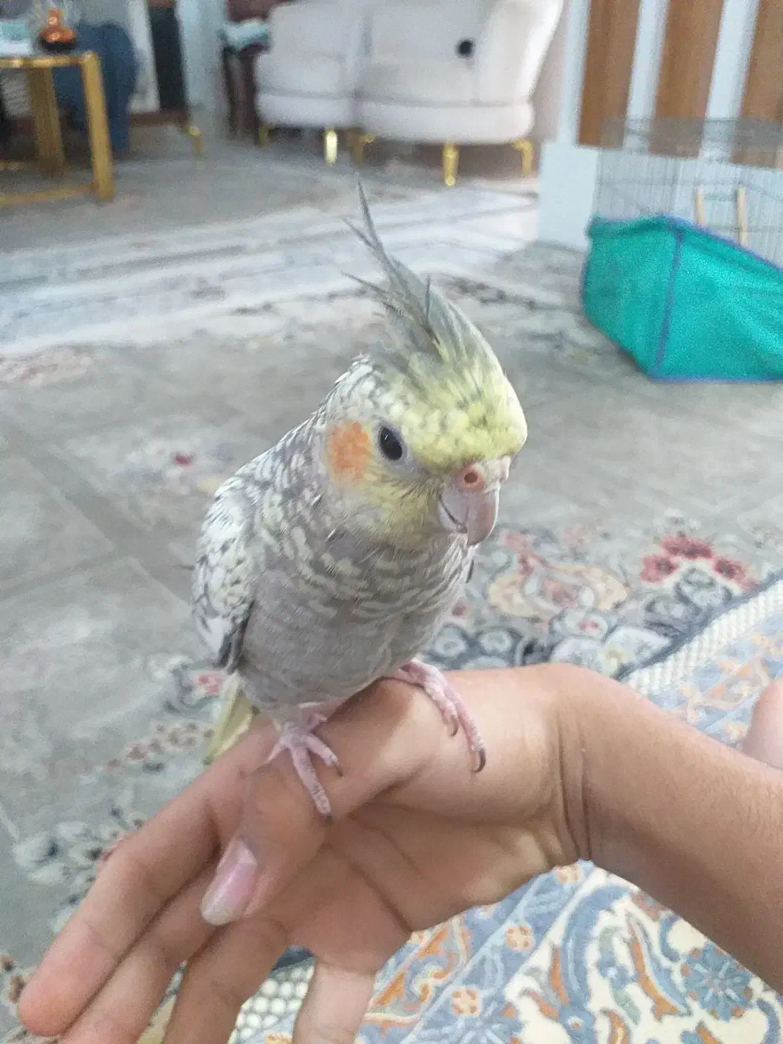 عروس هلندی دستی|پرنده|دامغان, |دیوار