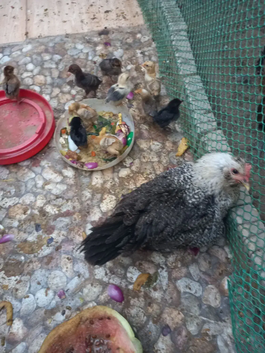 مرغ محلی جوجه دار|حیوانات مزرعه|باوی, |دیوار