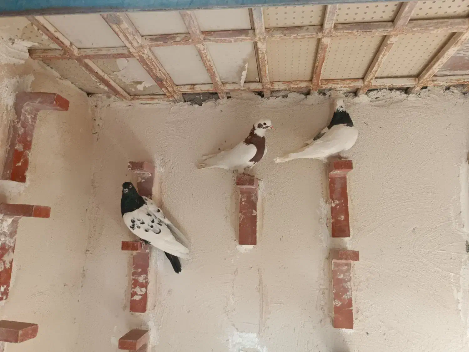 چند عدد کبوتر نر|پرنده|رفسنجان, |دیوار