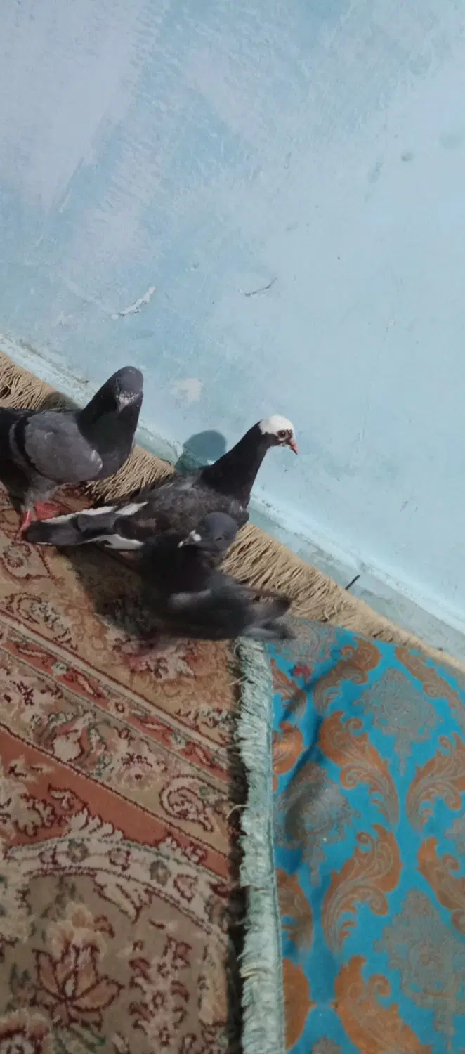 کفتر|پرنده|ایرانشهر, |دیوار
