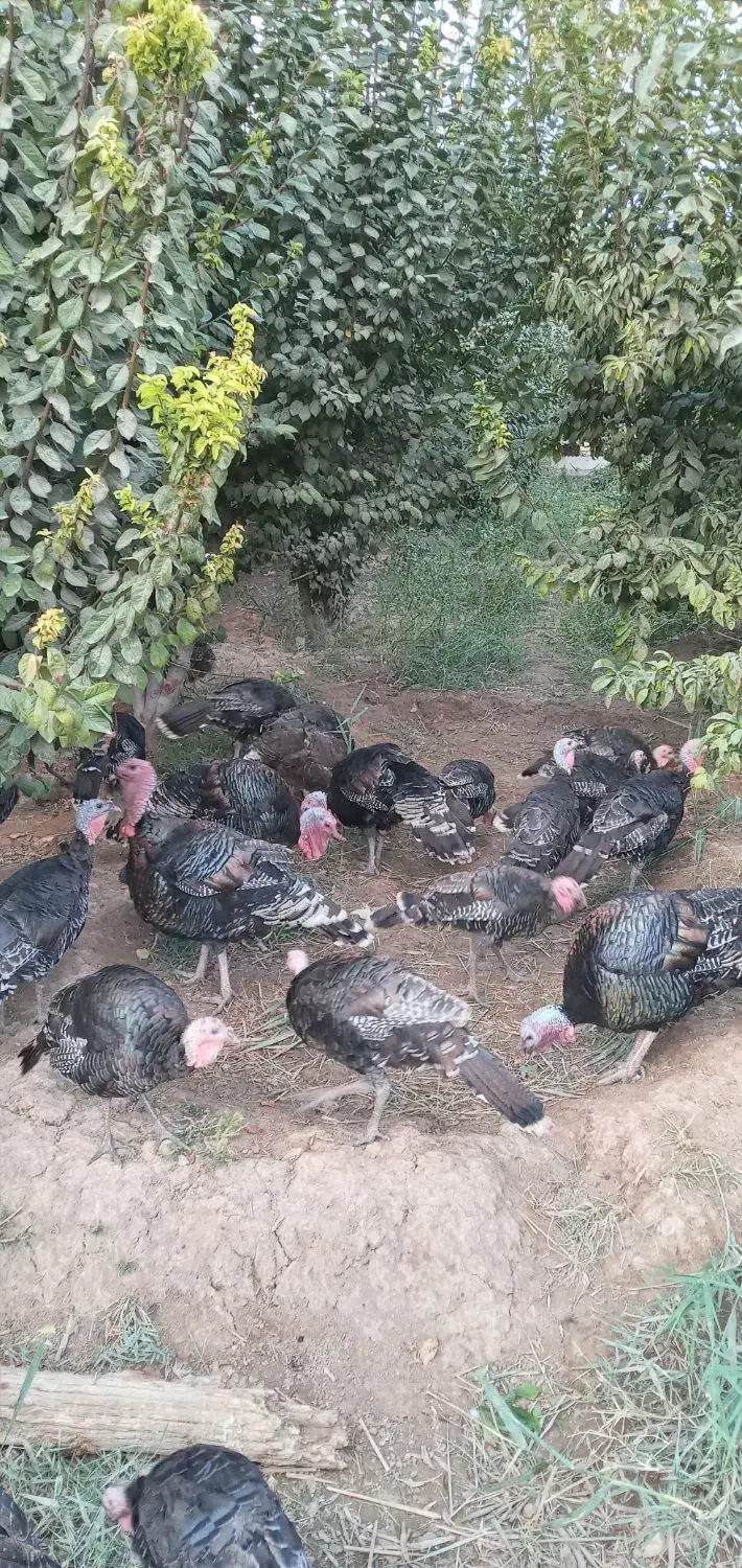 بوقلمون محلی|حیوانات مزرعه|هشتگرد, هشتگرد قدیم|دیوار