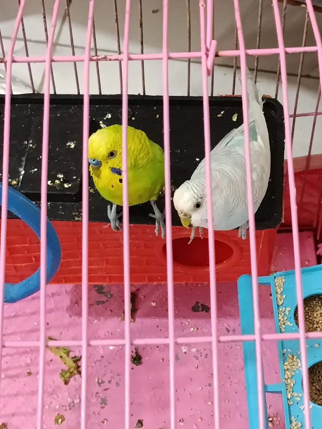 یک جفت مرغ عشق دستی|پرنده|شیراز, فرگاز|دیوار