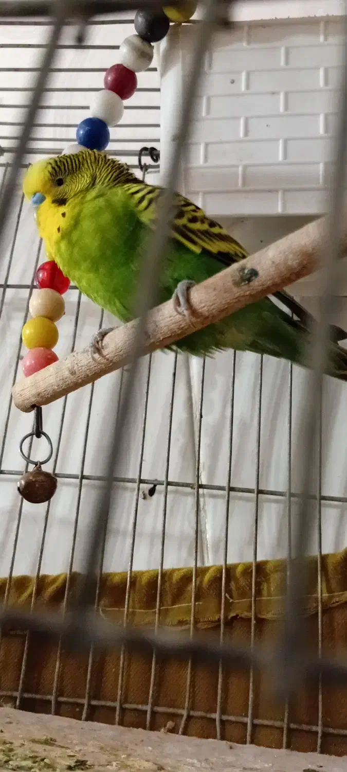 مرغ عشق|حیوانات مزرعه|مسجد سلیمان, |دیوار