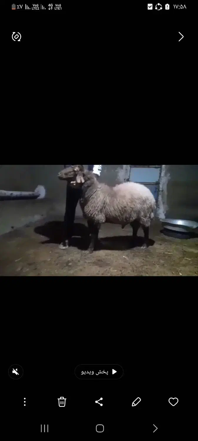 فروش قوچ کار همو|حیوانات مزرعه|تسوج, |دیوار