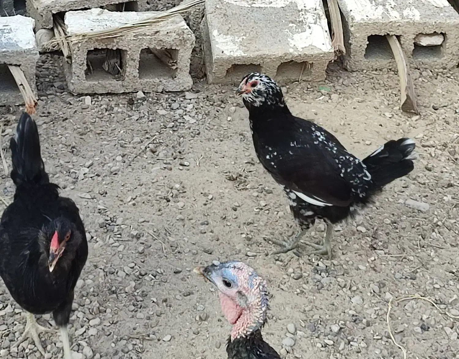 مرغ محلی|حیوانات مزرعه|کاکی, |دیوار