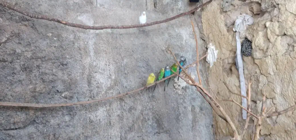 فروش مرغ عشق هلندی|پرنده|جم, |دیوار