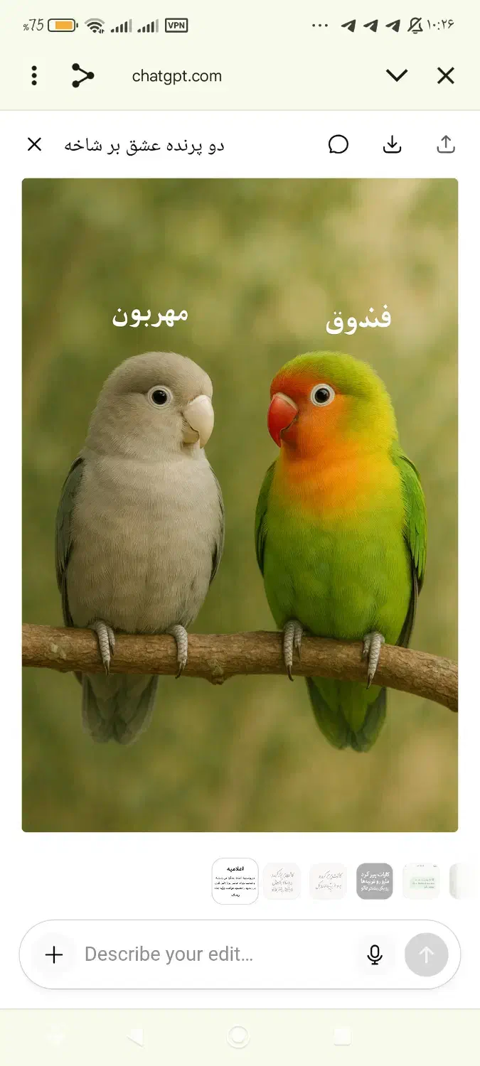 دوعدد کوتولع برزیلی نر و ماده|پرنده|شاهرود, |دیوار