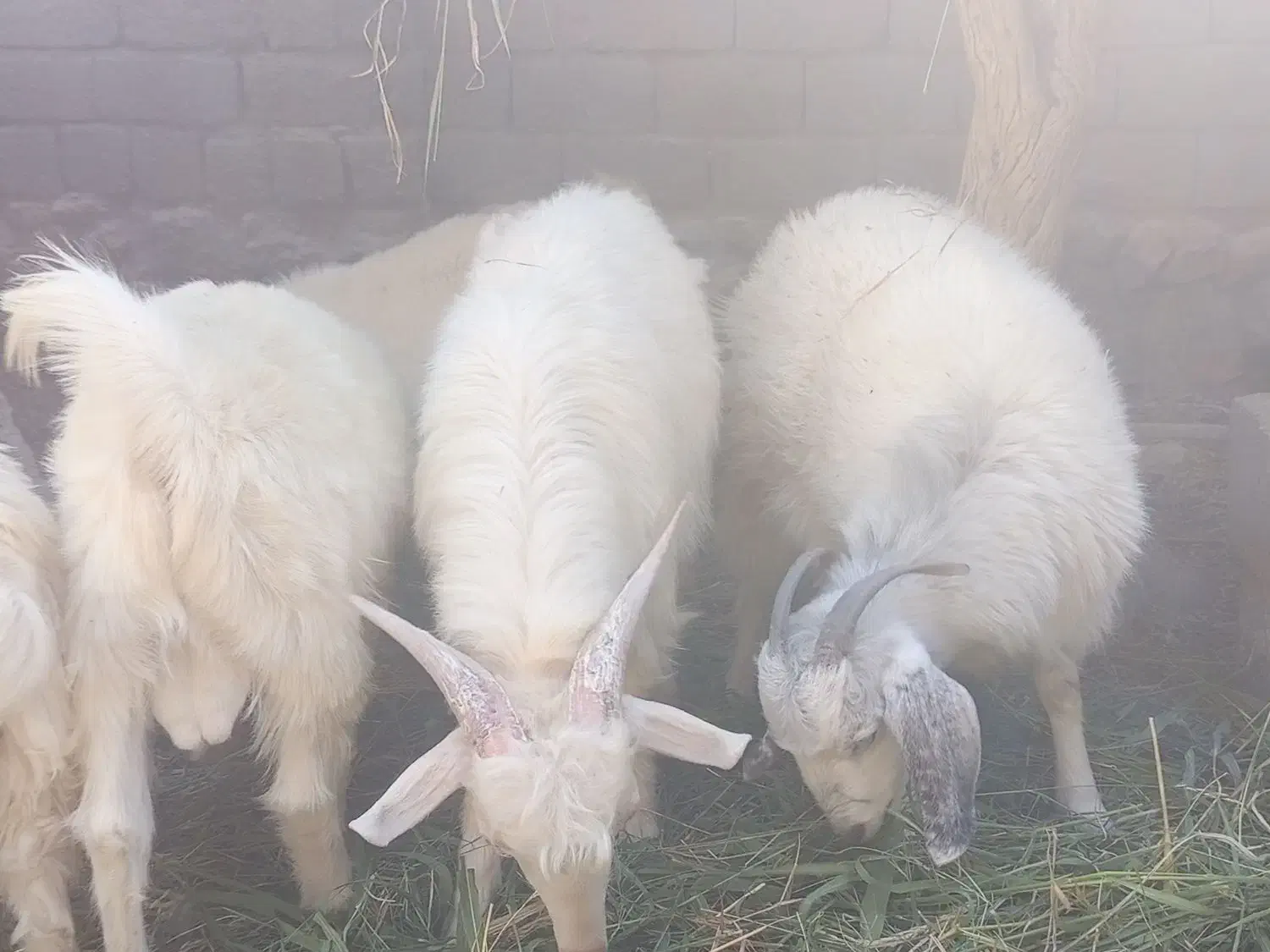 کهره‌چاق|حیوانات مزرعه|سیرجان, |دیوار