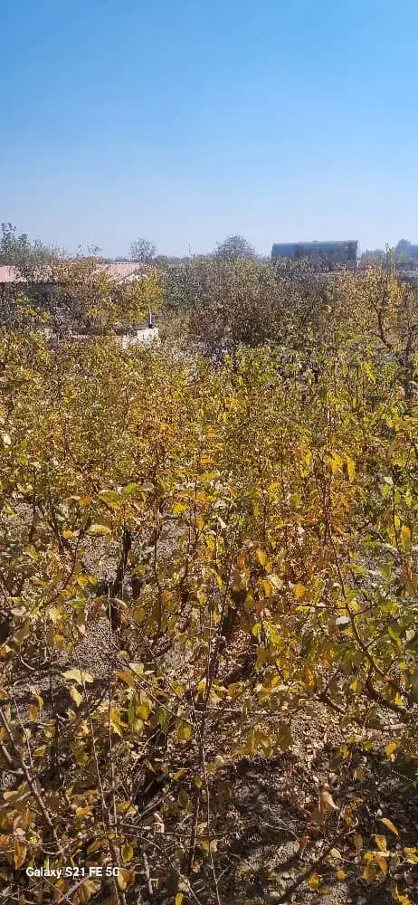 باغچه|فروش زمین و ملک کلنگی|رباط‌کریم, انجم آباد|دیوار