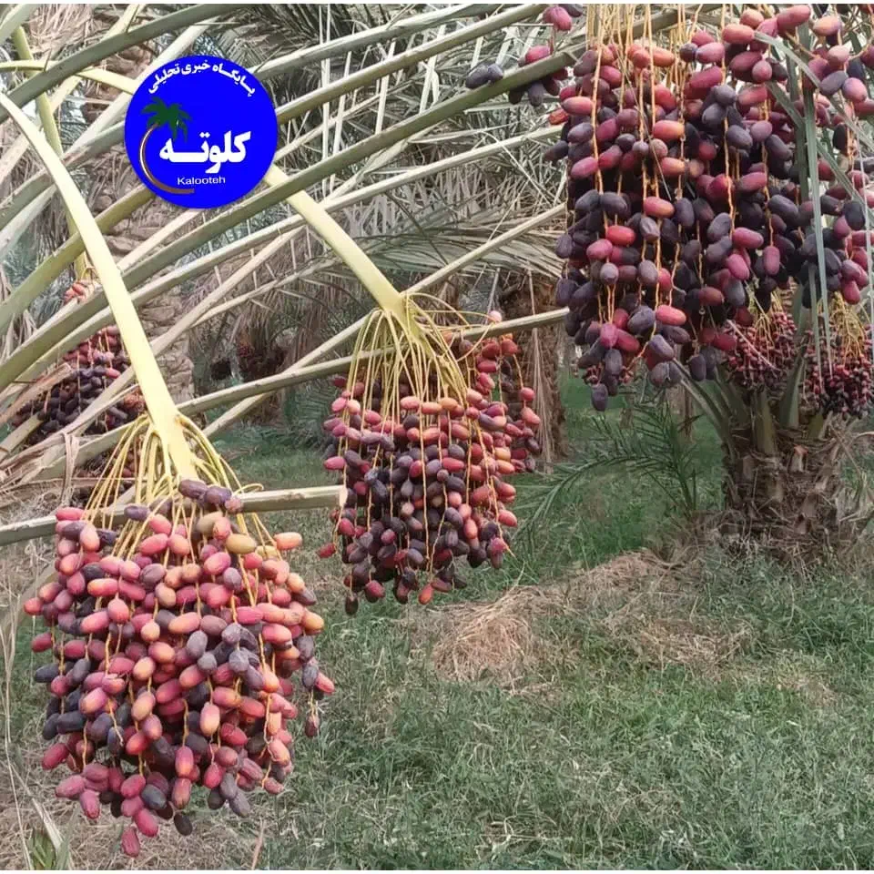 فروش‌‌‌کلوته‌مضافتی|خوردنی و آشامیدنی|جیرفت, |دیوار