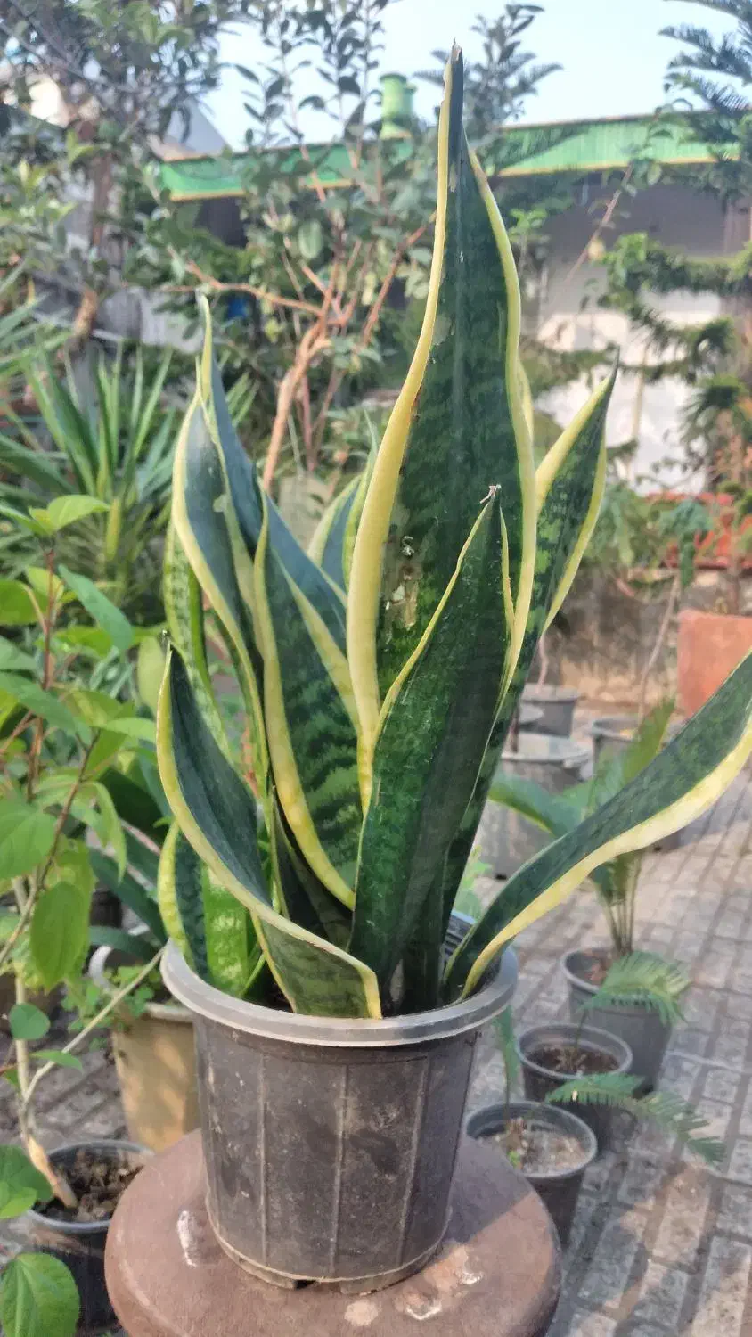 گل اکمیا|گل و گیاه طبیعی|بندر انزلی, کوی آزادگان|دیوار