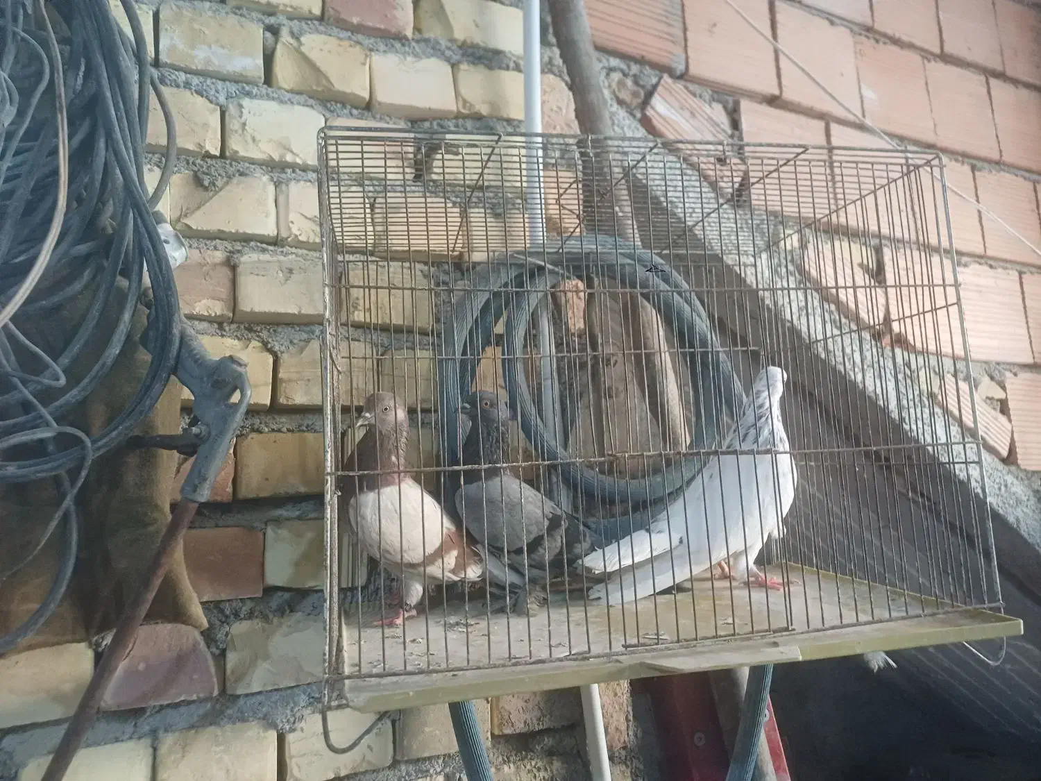 کبوتر|پرنده|گرگان, |دیوار