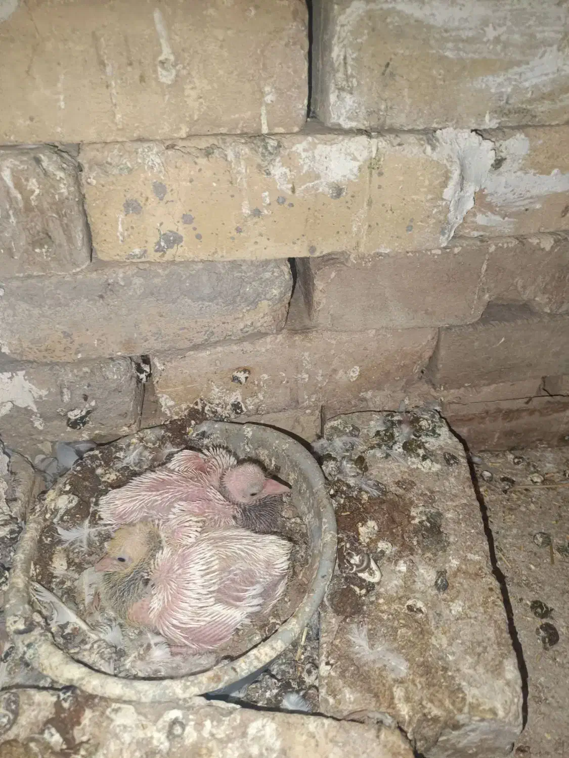 فروش تعدادی طوقی و یک عدد هفت رنگ|پرنده|تاکستان, |دیوار