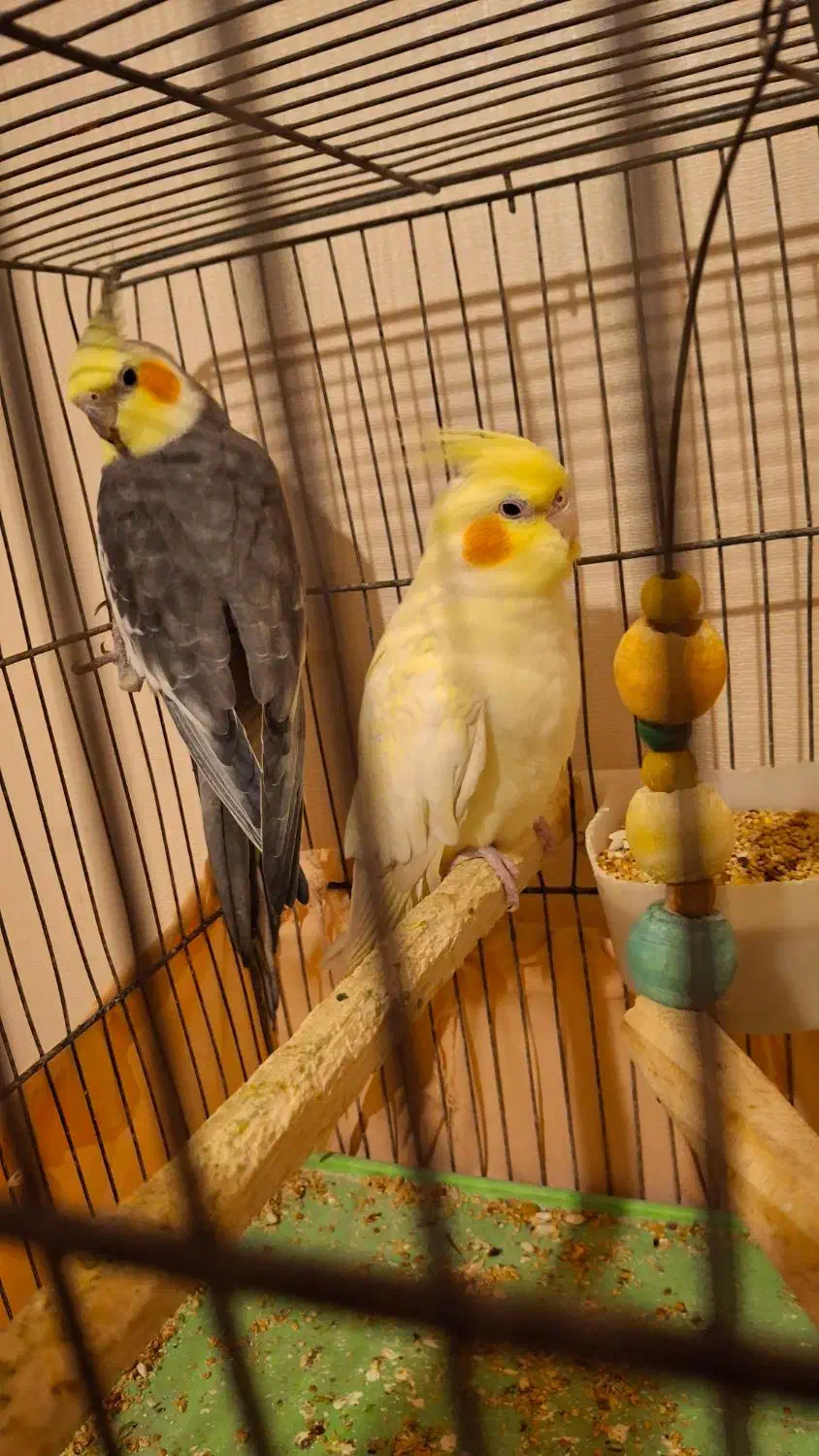 یک جفت عروس هلندی باقفس|پرنده|قدس, شهرقدس|دیوار