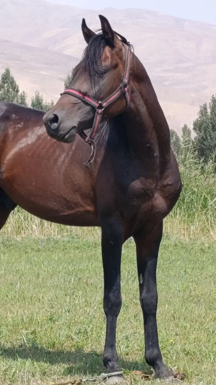 جوان اسب عرب کرد|اسب و تجهیزات اسبسواری|سیلوانه, |دیوار