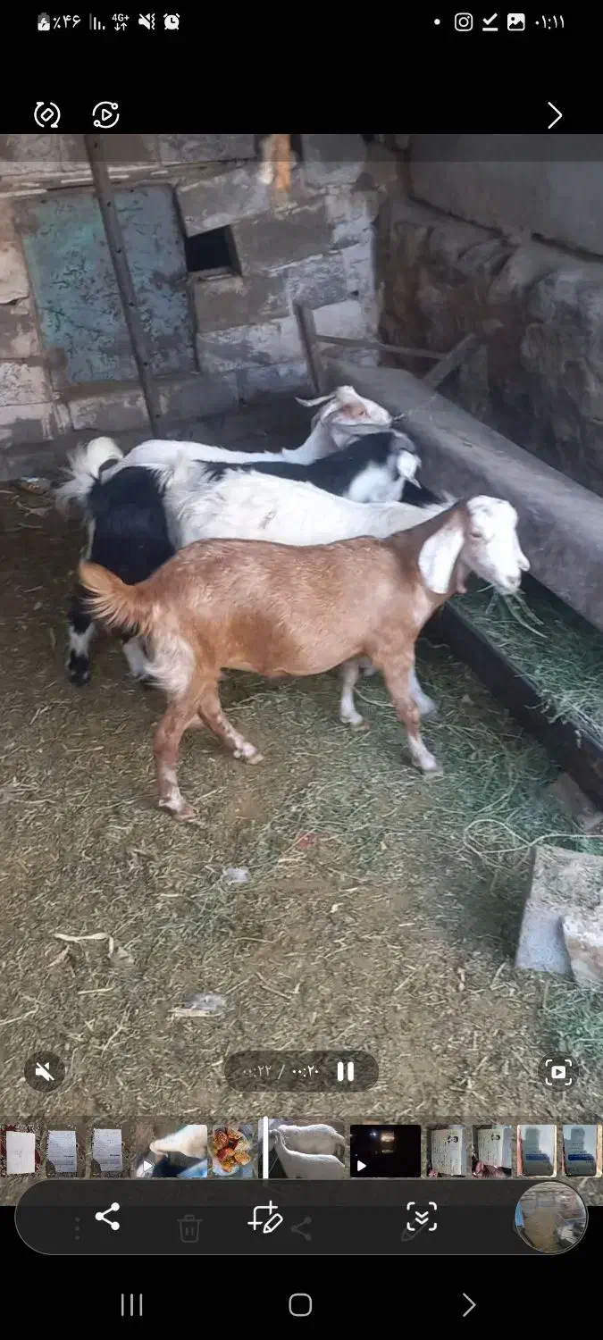 کهره چاق قیمت ۳۳۰|حیوانات مزرعه|شهر بابک, |دیوار