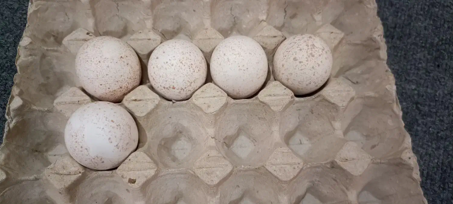 تخم بوقلمون نطفه دار|حیوانات مزرعه|خورموج, |دیوار