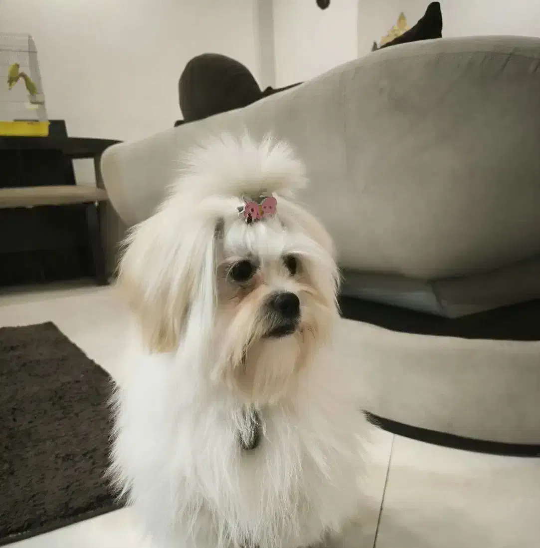 سگ شیتزو ماده|سگ|ری, امین آباد|دیوار