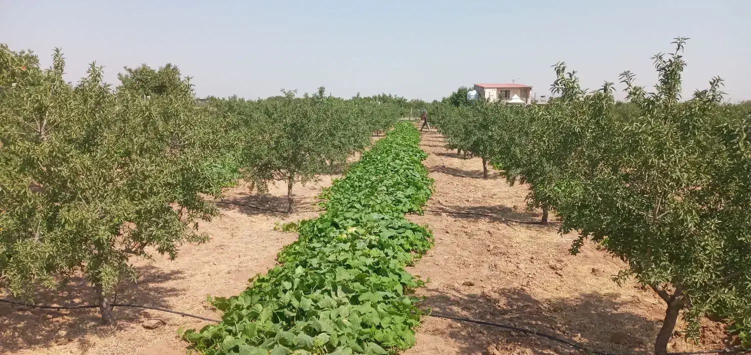 فروش باغ ویلا|فروش خانه و ویلا|ضیاء آباد, |دیوار