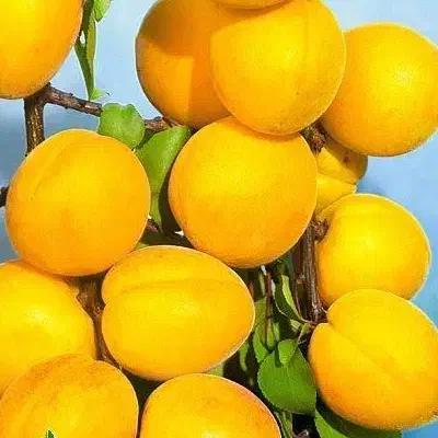 توزیع و فروش نهال زردآلو انبه ای|خدمات باغبانی و درختکاری|ایوان, |دیوار