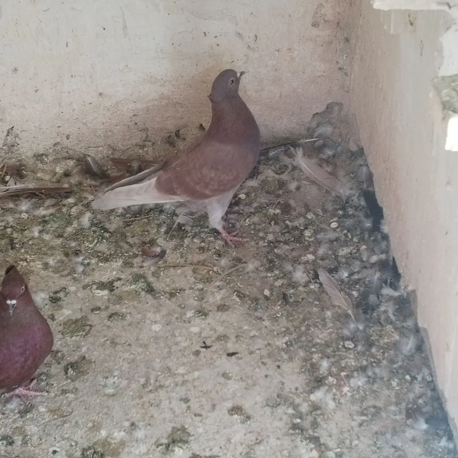 کبوتر|پرنده|بم, |دیوار