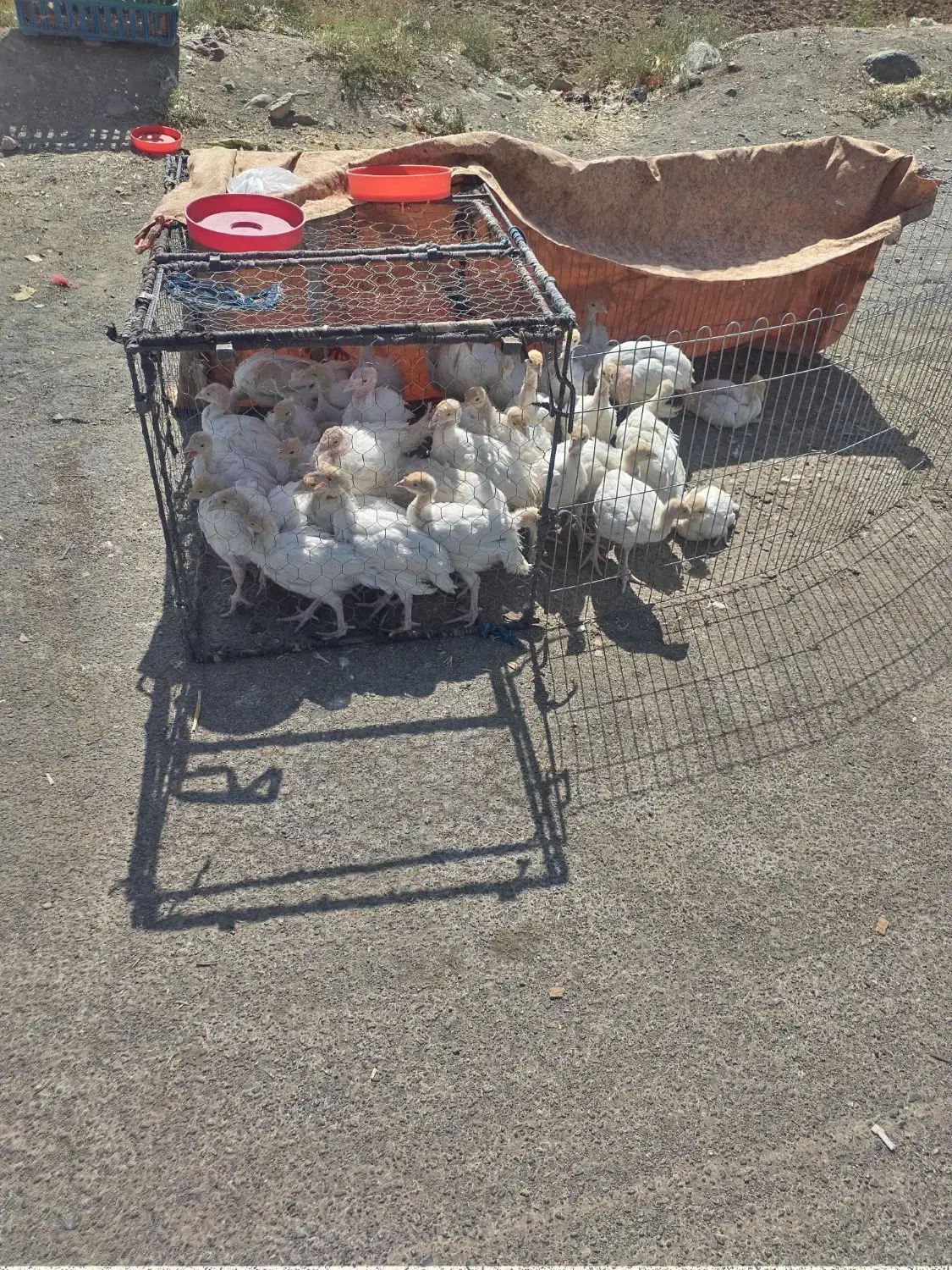 جوجه بوقلمون گوشتی بابهترین دان|حیوانات مزرعه|تربتحیدریه, بالا ولایت|دیوار