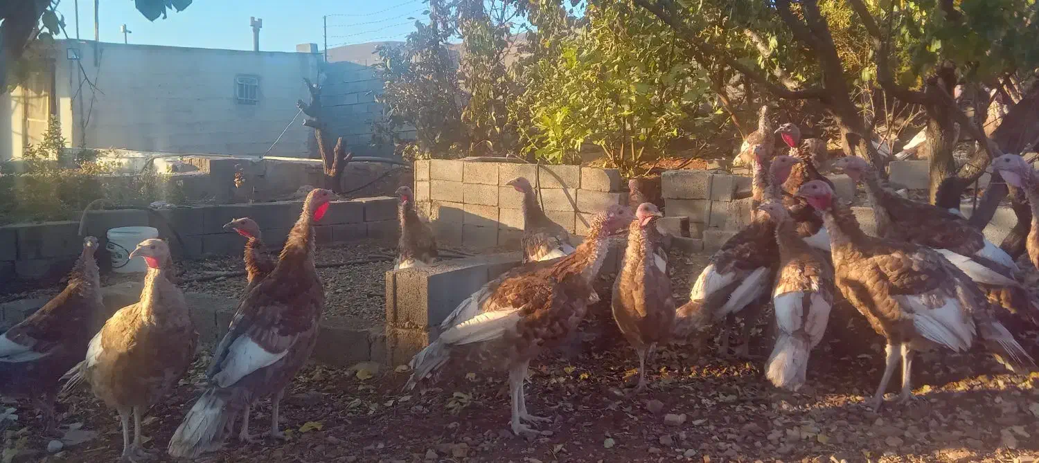 بوقلمون بوربون|حیوانات مزرعه|هرسین, |دیوار