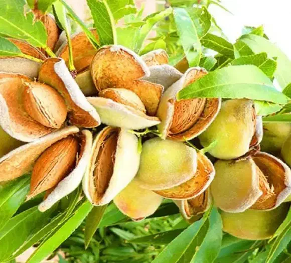 نهالستان فروش نهال گردو و میوه صنوبر دیرگل|خدمات باغبانی و درختکاری|مشهد, راهنمایی|دیوار