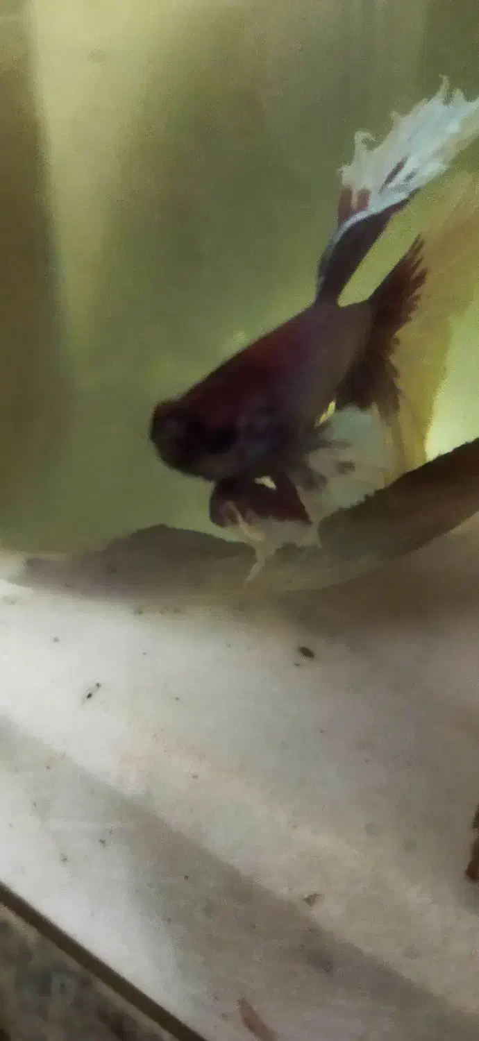 جفت فایتر بیگ ایر وارداتی|ماهی|نظرآباد, نظرآباد|دیوار