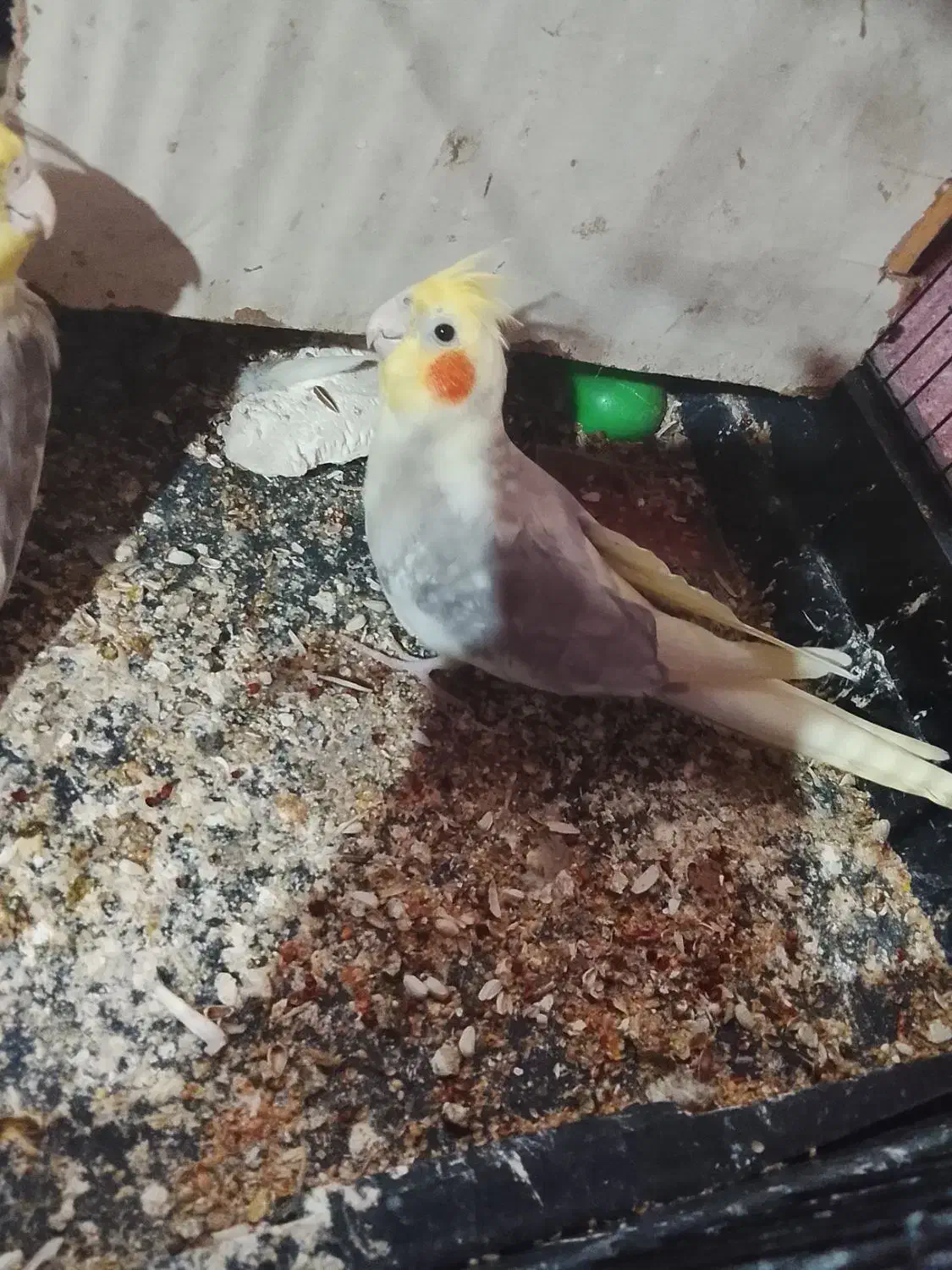 عروس هلندی|پرنده|بندرعباس, |دیوار