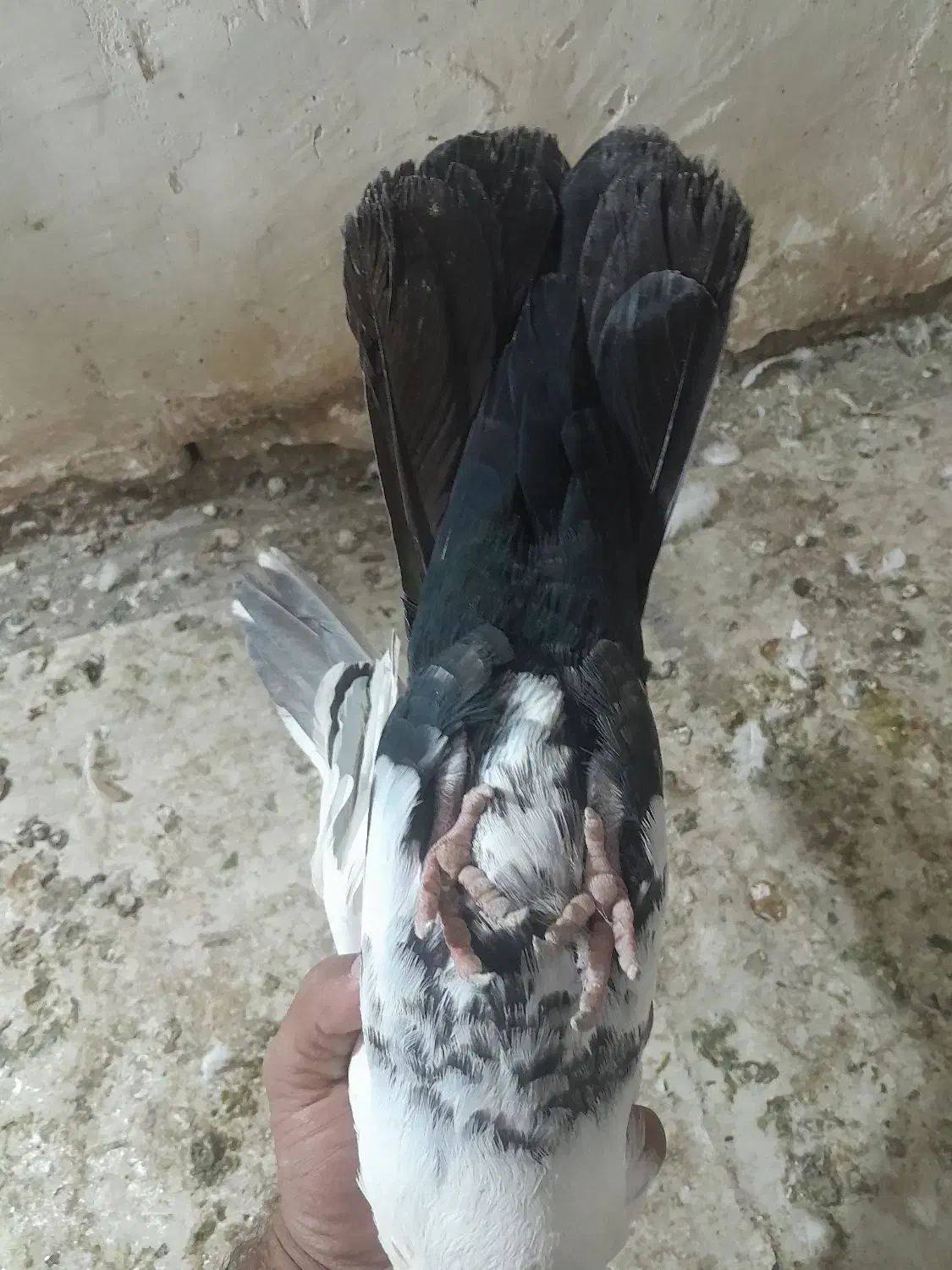 دم سیاه نر|پرنده|خرمشهر, |دیوار