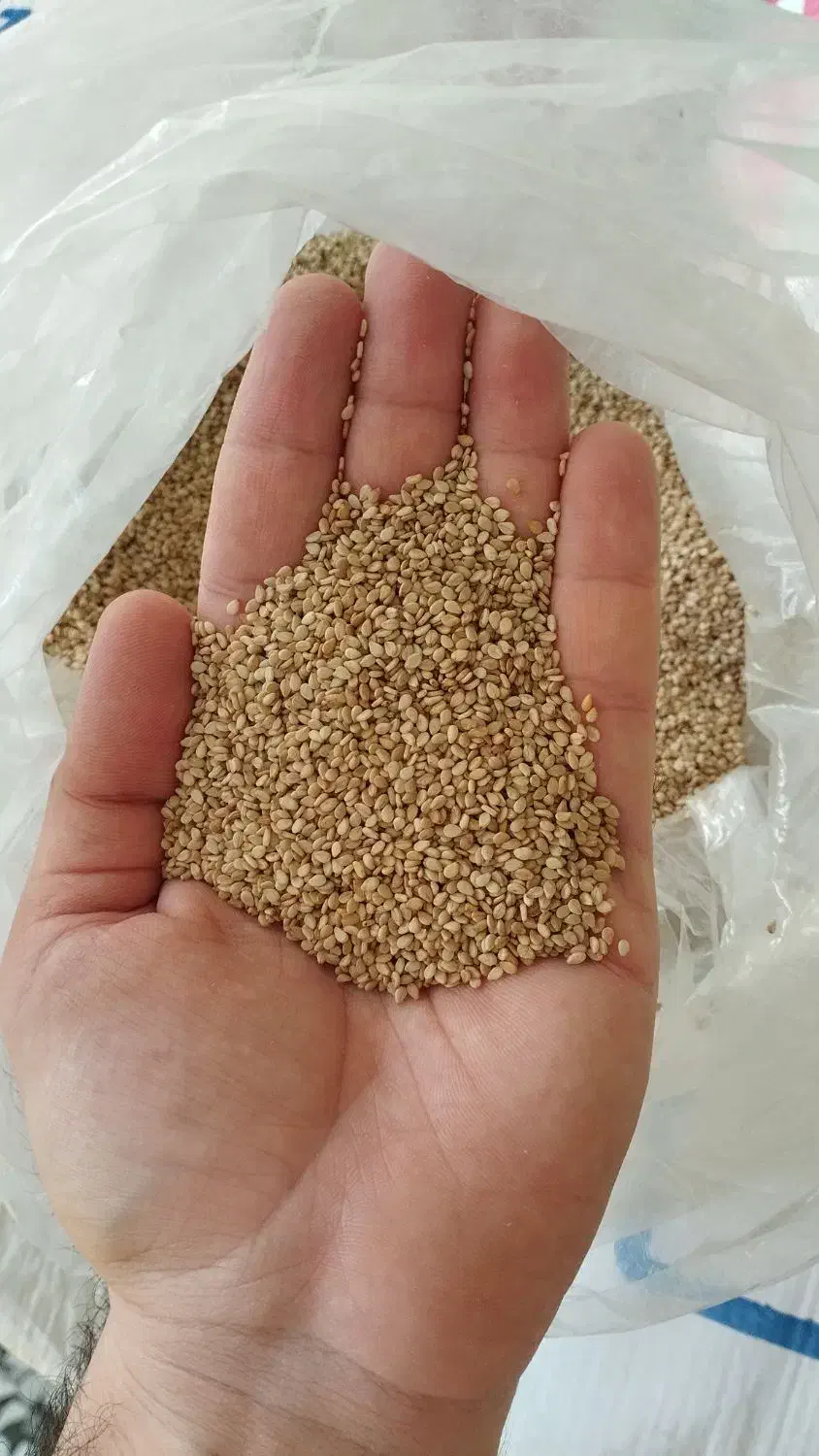 کنجد طلایی تمیز|عمدهفروشی|آمل, |دیوار