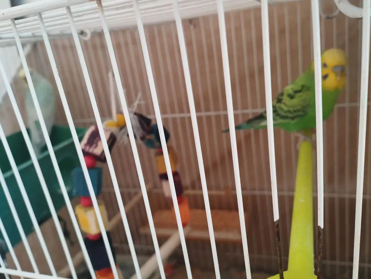 جفت مرغ عشق. اماده|پرنده|تربت جام, جامی|دیوار