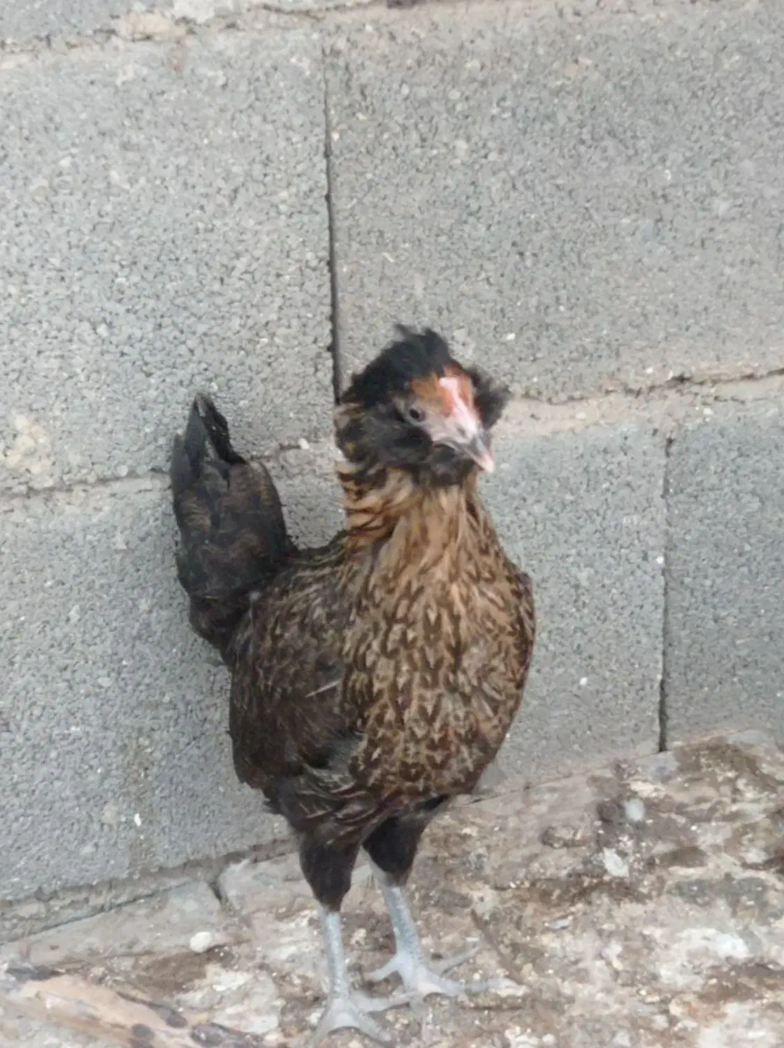 فروشی|حیوانات مزرعه|خورموج, |دیوار