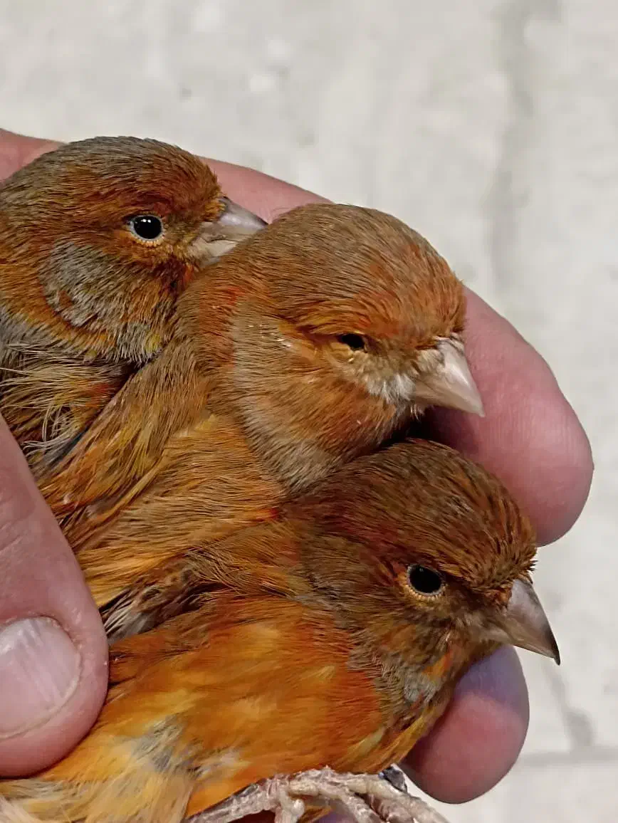 قناری نر و ماده رد بلک ،سرخ سوخته،مولد،اماده و مست|پرنده|تهران, شهرک استقلال|دیوار