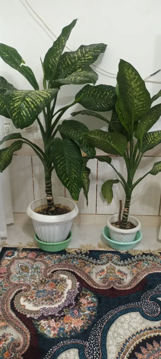 فروش گیاه دیفن باخیا،گیاه زیبا و پر طراوت|گل و گیاه طبیعی|داران, |دیوار